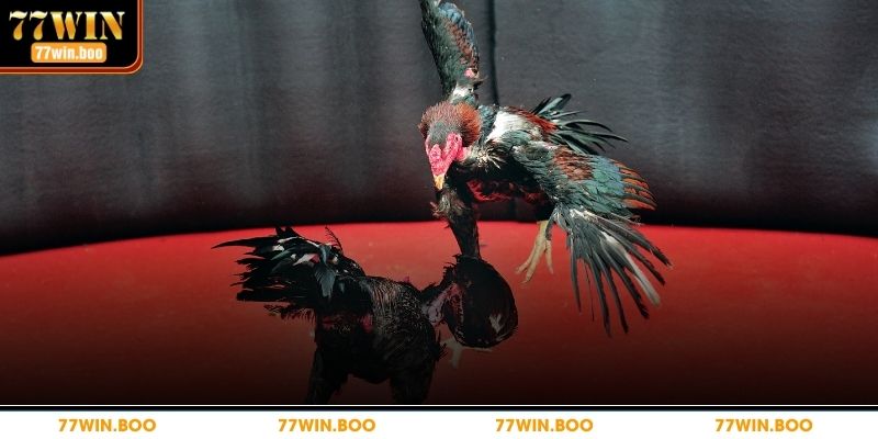 Chi tiết cách chơi dễ dàng cho bạn