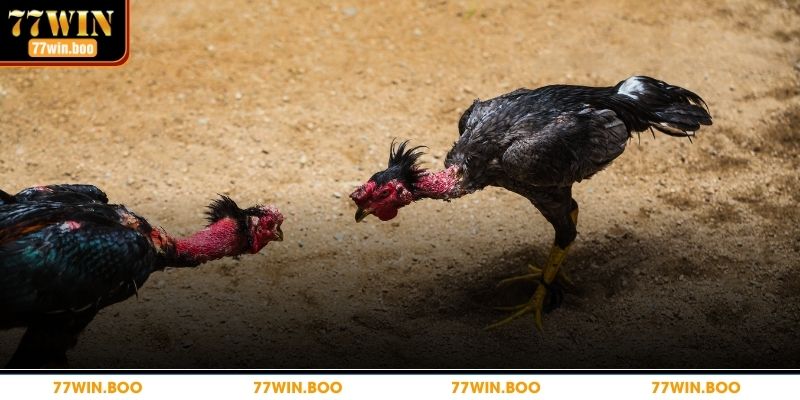 Chi tiết vai trò của thuật ngữ đá gà 