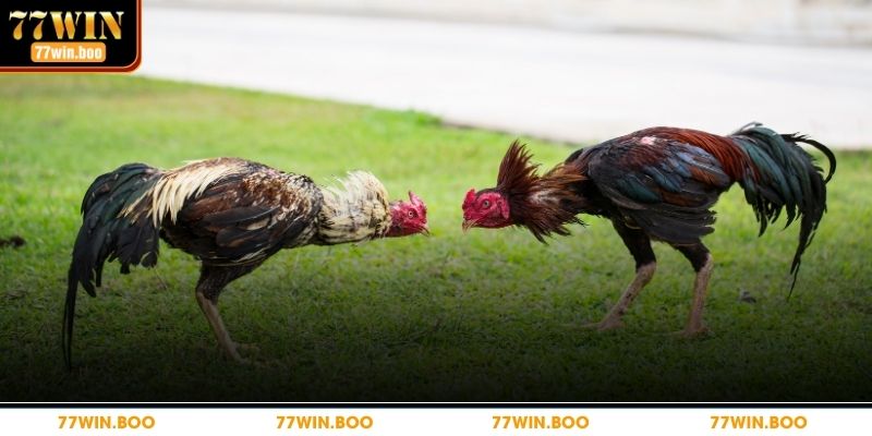 Chi tiết đá gà cựa dao tại nhà cái