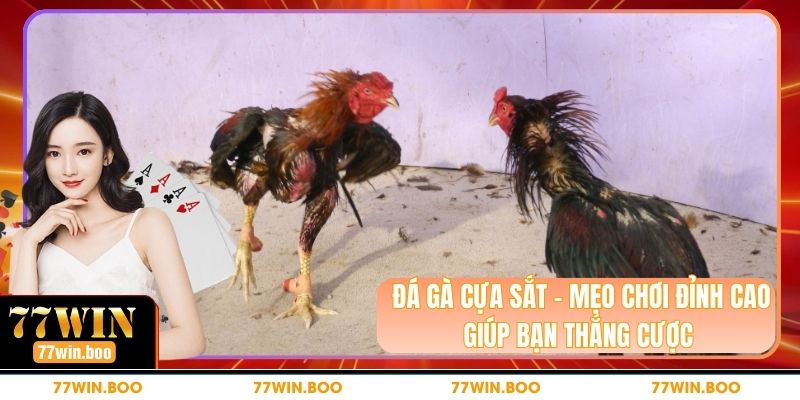 Đá Gà Cựa Sắt – Mẹo Chơi Đỉnh Cao Giúp Bạn Thắng Cược