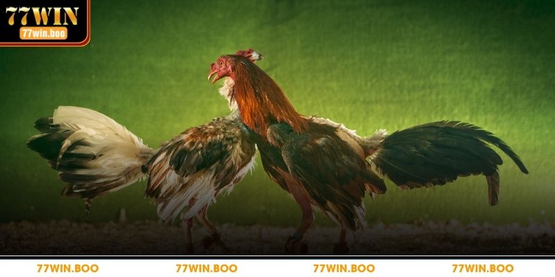 Giới thiệu chi tiết về đá gà cựa sắt