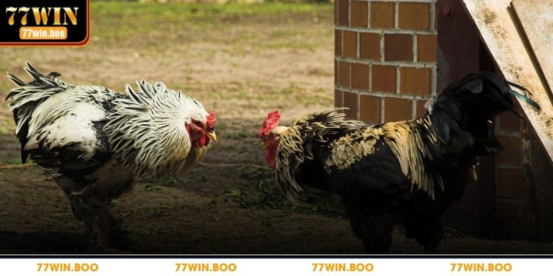 Khám phá chi tiết cách chơi dễ dàng