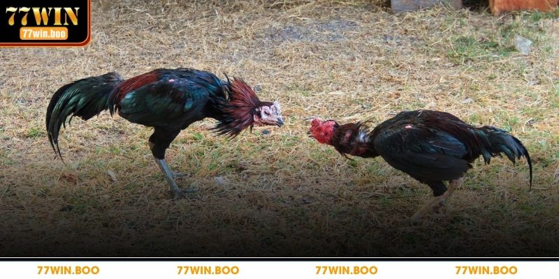 Khám phá mẹo chơi đá gà hấp dẫn