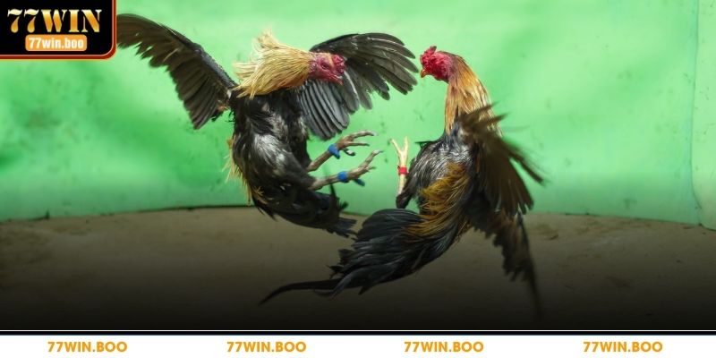 Mẹo chơi đá gà dễ dàng chiến thắng