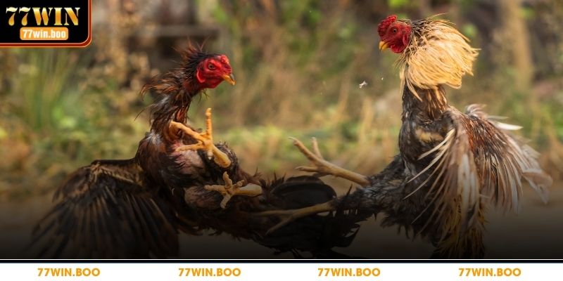 Tìm hiểu sức hút về đá gà thomo